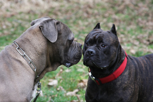 Cane Corso Mastiff Old World